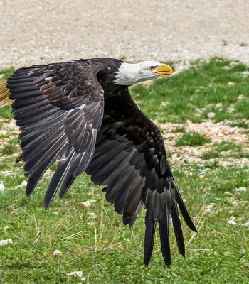 eagle-g97040b41a_1280